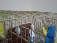 Muhabbet Kuşları Ese Hazır Kızgın Dişiler Mevcuttur
