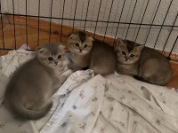 Sağlıklı kaliteli british shorthair yavrular