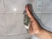 El besleme konur bebekler