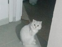 KEDİMİZE EŞ ARIYORUM