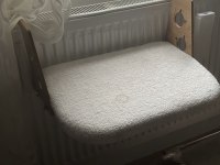 Kısır British Longhair yeni yuvasını arıyor