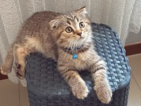 3 Aylık Scottish Fold