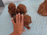 Petmode köpek çiftliğinden aktif 10 adet toy poodle
