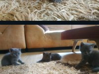 4 adet yavru british shorthair safkan