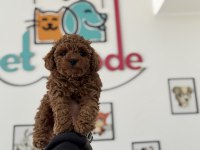 Petmode köpek çiftliğinde ziyarete açık toy poodle
