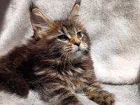 Çok kaliteli maine coon küçük vaşak kedimiz dişi
