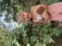 Kore toy poodle