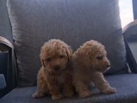 Sağlıklı poodle kardeşler