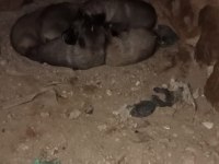 Saf kangal köpeği yerlisinden