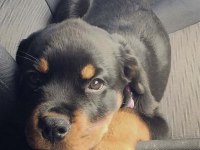 Sağlık ve Irk garantili macar rottweiler yavrular