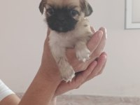 Dişi erkek pekinez köpekler