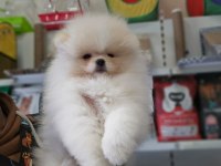 Ayı surat pomeranian isteyenler