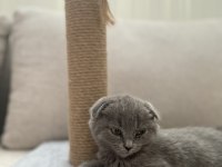 Scottish fold kedimizi sahiplendiriyoruz.