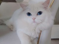 British longhair oğlumuz yeni evini bekliyor