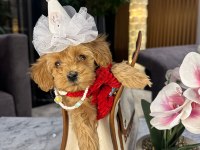 GÜZEL MALTİPOO KIZIM MİA