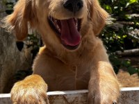 Golden retriever köpeğimiz