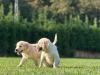 Golden Retriever Yavruları Istanbul     