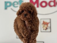 Petmode köpek çiftliğinde ziyarete açık tea cup poodle