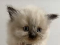 Özel bir yavru himalayan kedisi