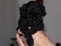 Safkan anne altından toy poodle bebekler