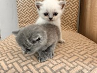 YAVRU KEDİLERİMİZ SAHİPLENDİRİLECEKTİR