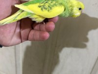 30 Günlük Erkek Bebek Muhabbet Kuşumuz