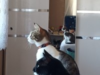 Kedilerimiz Merkür ve Luna