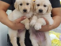 Golden Retriever Yavruları