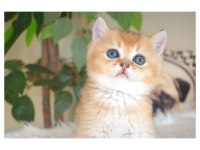 British Shorthair Golden Yavrular