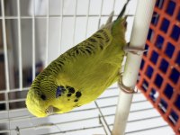 Dişi jumbo muhabbet kuşu damızlık