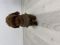 3 erkek ve 2 dişi safkan poodle yavrularımız