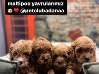 Red- Red Brown Maltipoo Yavrularımız @petclubadanaa