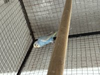 Eğitime hazır bebek muhabbet kuşu