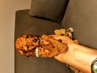 Toy poodle bebişler
