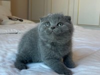 Top kafa ayıcık scottish fold yavrular