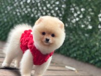 Pamuk Şekeri Pomeranian Boo