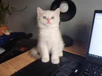 65 günlük erkek bebek british shorthair