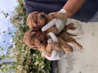 Antialerjik zeki oyuncu toy poodle