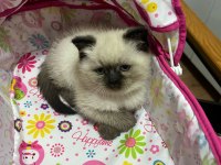 Oyuncu sağlıklı scottish fold yavrular