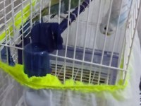 2 eş artı birtane normal kuş kafesi ile beraber