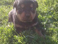 Rottweiler yavru köpekler
