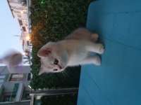 British shorthair silver point