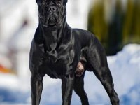 Cane corso isteyene Efsane yavrular isteğe özel este