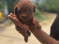 Poodle Yavrular