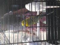 3 adet üretime uygun muhabbet kuşu