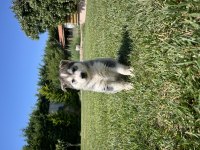 Dişi ve Erkek Husky Yavruları 1 Aylık