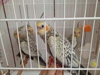 Yeme düşmüş sultan papağanı yavrularımız