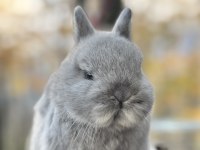 Netherland dwarf cüce tavşan yavruları