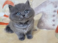 Oyuncu Yavru British Shorthair