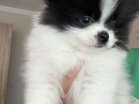 %100 boo face Pomeranian